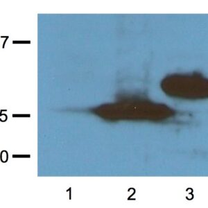 WB image mouse anti RFP monoclonal antibody RF5R 1018