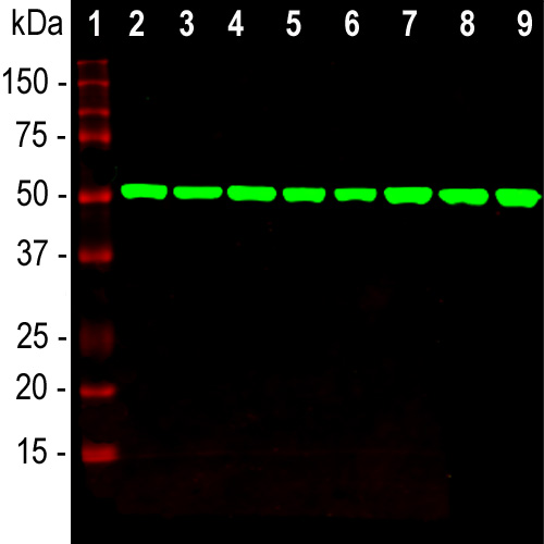 WB-image-mouse-anti-beta Tubulin-monoclonal-antibody-4E4-1222
