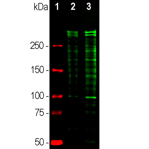 WB-image-chicken-anti-Ki67-polyclonal-antibody-1247