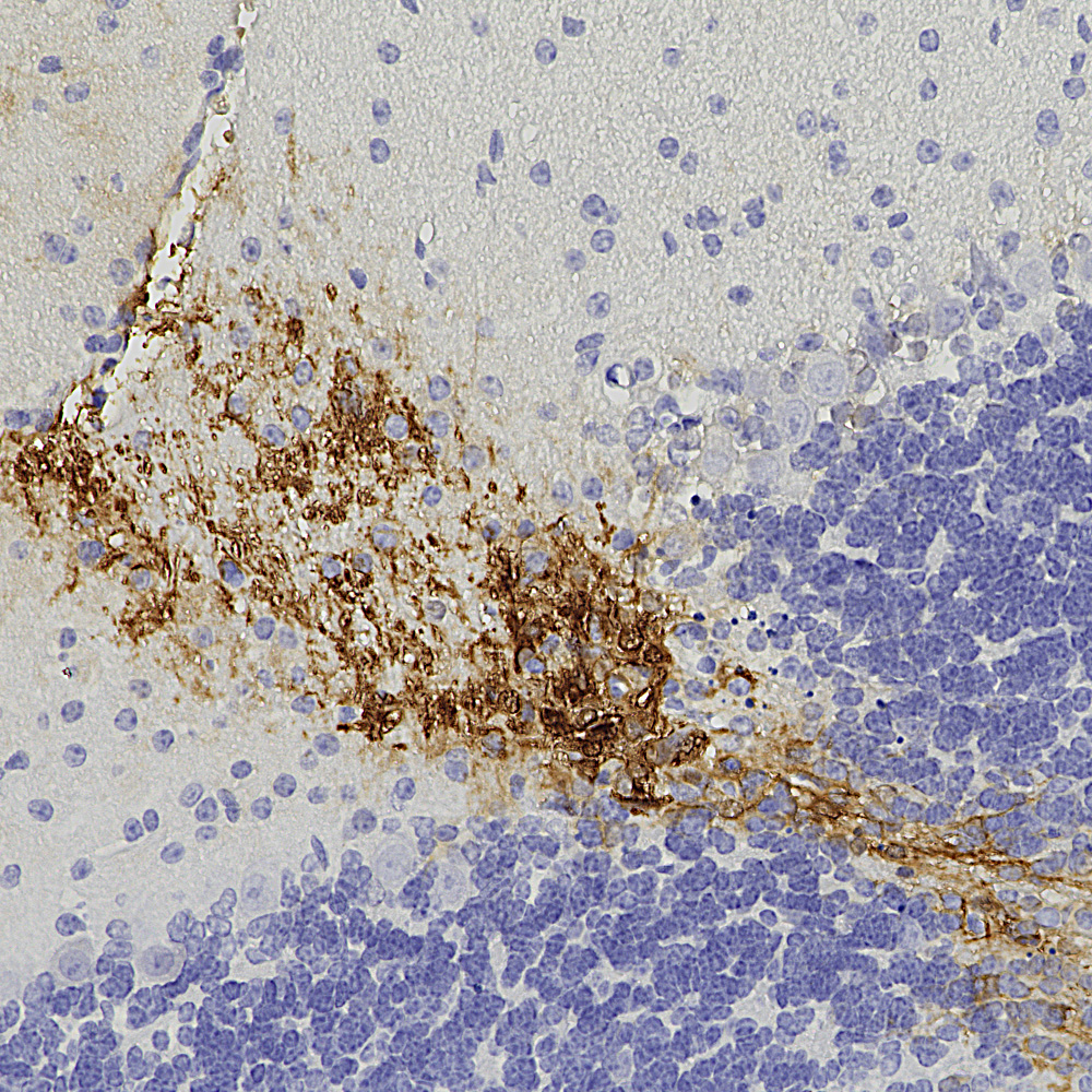 IHC-image-rabbit-anti-GFP-polyclonal-antibody-290