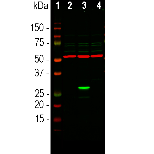 Western_blot-image-rabbit-anti-GFP-polyclonal-antibody-1290