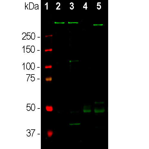 WB-image-mouse-anti-MAP2-monoclonal-antibody-5H11-1367