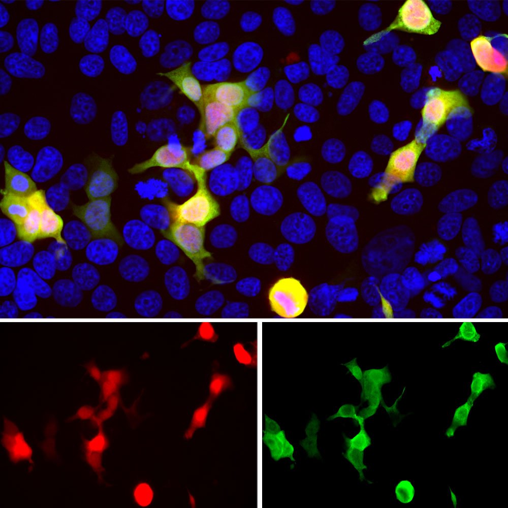 ICC/IF-image-chicken-anti-mCherry-polyclonal-antibody-1514