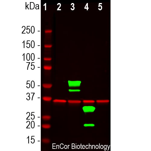WB-image-chicken-anti-mCherry-polyclonal-antibody-1514