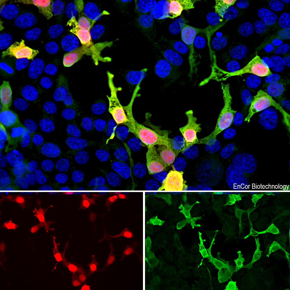 ICC/IF-image-goat-anti-mCherry-polyclonal-antibody-1536