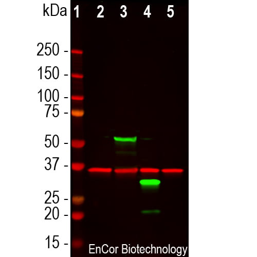 WB-image-goat-anti-mCherry-polyclonal-antibody-1536