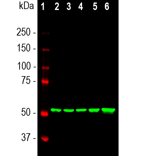 WB-image-mouse-anti-Vimentin-monoclonal-antibody-2D1-1666