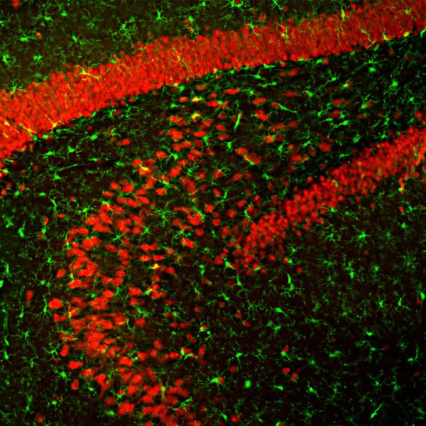 ICC/IF image chicken anti NeuN polyclonal antibody 1867
