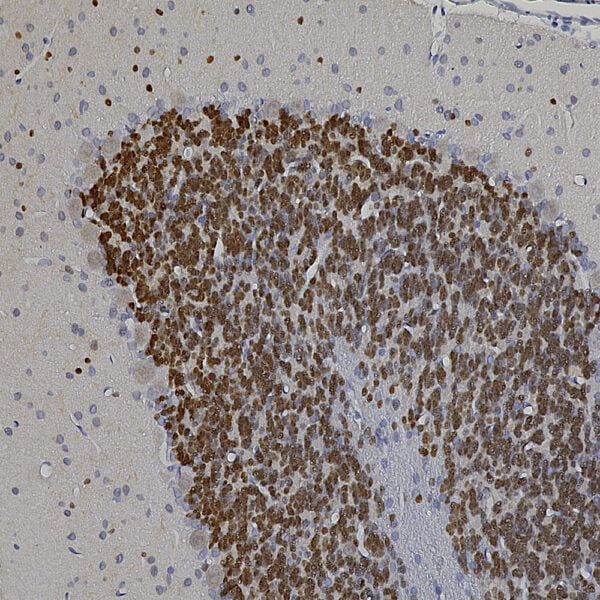 IHC image chicken anti NeuN polyclonal antibody 1867
