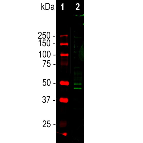 WB-image-chicken-anti-NeuN-polyclonal-antibody-1867