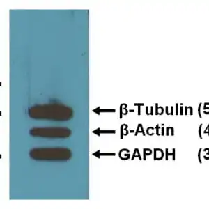 WB image mouse anti GAPDH monoclonal antibody GA1R 1937