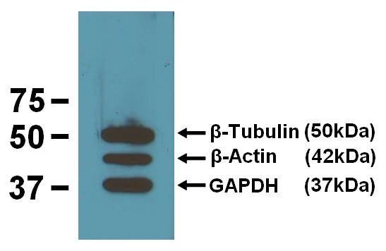 WB image mouse anti GAPDH monoclonal antibody GA1R 1937