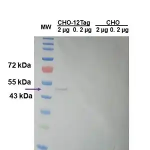 WB image mouse anti 6X His tag monoclonal antibody 7B8 1955