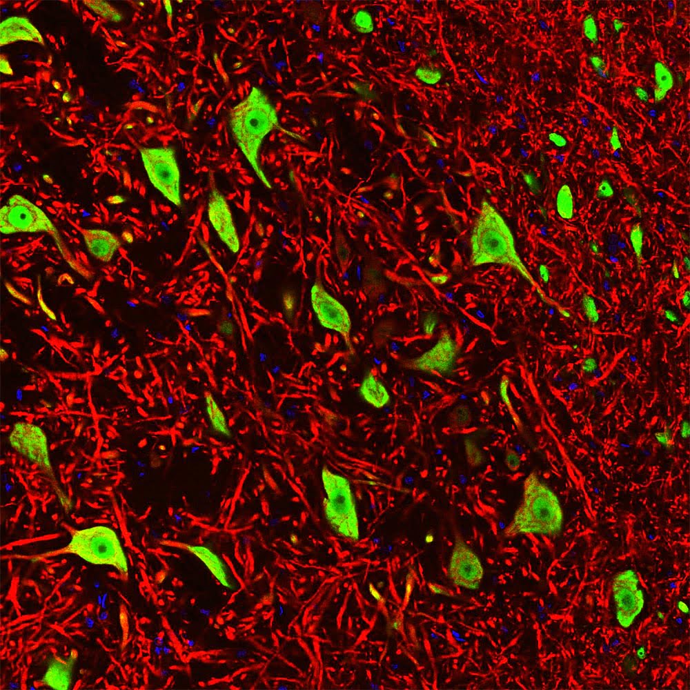 ICC/IF-image-mouse-anti-NeuN-monoclonal-antibody-1B7-2083