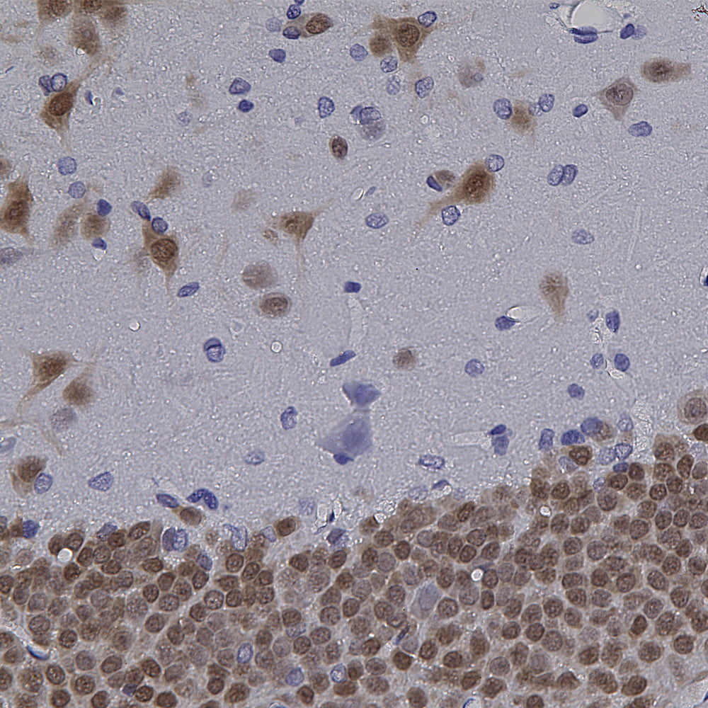 IHC-image-mouse-anti-NeuN-monoclonal-antibody-1B7-2083