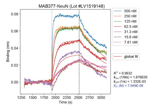 binding_curve image mouse anti NeuN monoclonal antibody 1B7 2083