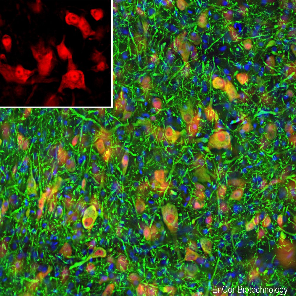 ICC/IF-image-rabbit-anti-NeuN-polyclonal-antibody-2615