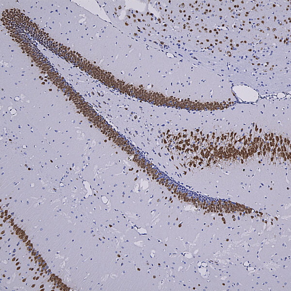 IHC image rabbit anti NeuN polyclonal antibody 2615