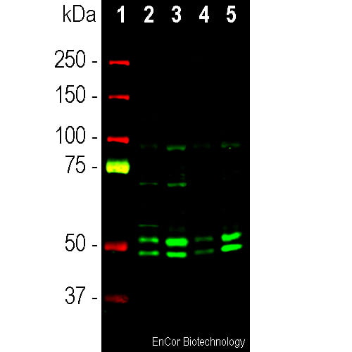 WB-image-rabbit-anti-NeuN-polyclonal-antibody-2615