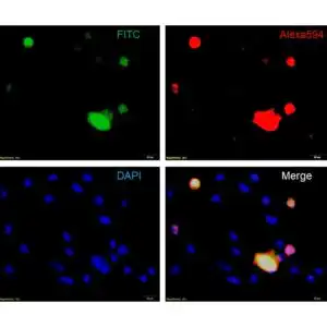 ICC/IF image chicken anti DYDDDDK tag polyclonal antibody 2933