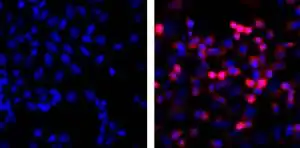 ICC/IF image mouse anti 6X His tag monoclonal antibody HIS.H8 2966