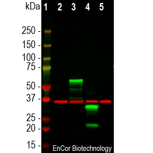 WB-image-rabbit-anti-mCherry-polyclonal-antibody-2999