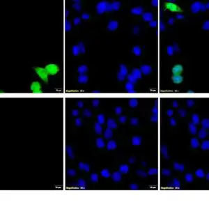 ICC/IF image rabbit anti GST polyclonal antibody 3104