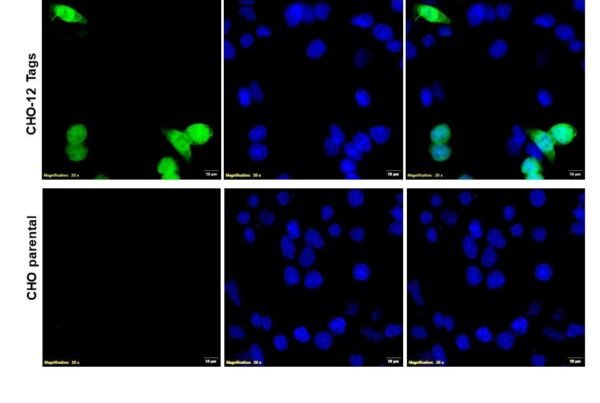 ICC/IF image rabbit anti GST polyclonal antibody 3104