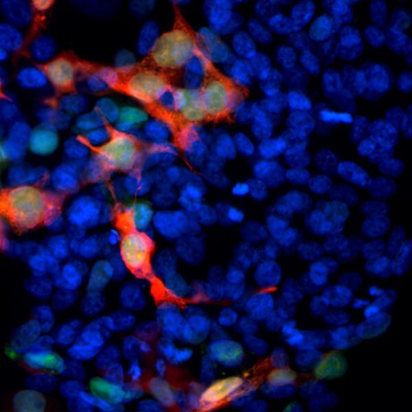 ICC/IF image mouse anti GFP monoclonal antibody 3B11 3128