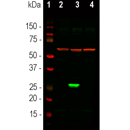Western_blot-image-mouse-anti-GFP-monoclonal-antibody-3B11-3128
