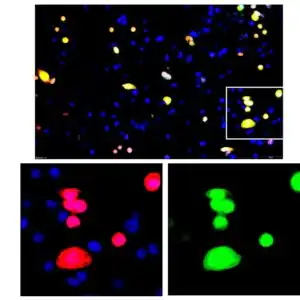 ICC/IF image rabbit anti DYDDDDK tag polyclonal antibody 4849