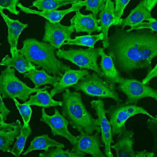 ICC/IF image mouse anti GAPDH monoclonal antibody 1D4 5157