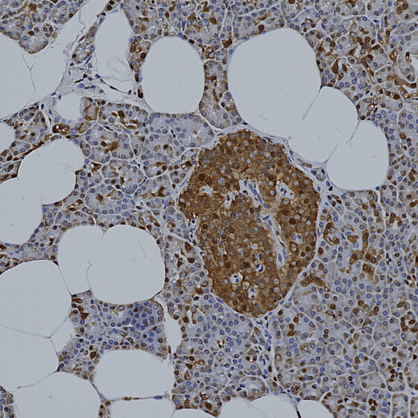 IHC image mouse anti GAPDH monoclonal antibody 1D4 5157