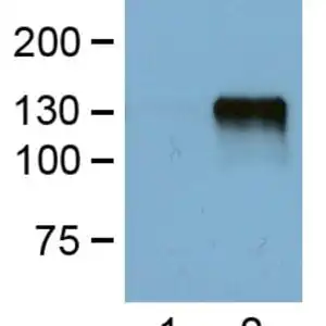 WB image mouse anti DYDDDDK tag monoclonal antibody FG4R 5299