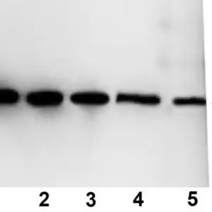 WB image mouse anti MBP monoclonal antibody MBP61R 6906