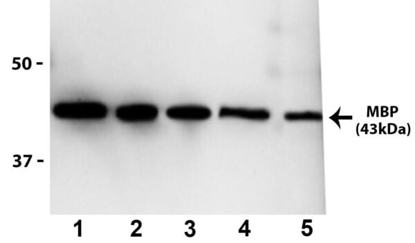 WB image mouse anti MBP monoclonal antibody MBP61R 6906