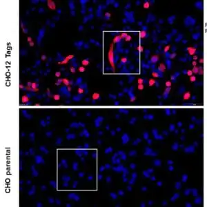 ICC/IF image rabbit anti 6X His tag polyclonal antibody 7094