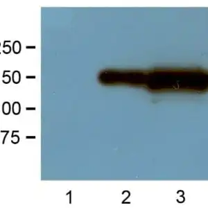 WB image mouse anti GFP monoclonal antibody GF28R 7414