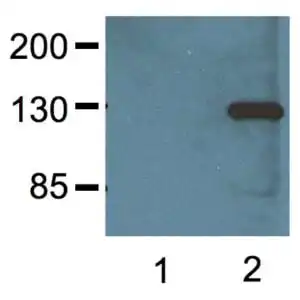WB image mouse anti V5 tag monoclonal antibody V5.E10 7678