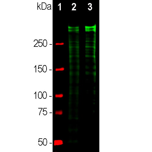 WB-image-mouse-anti-Ki67-monoclonal-antibody-5F86-7961