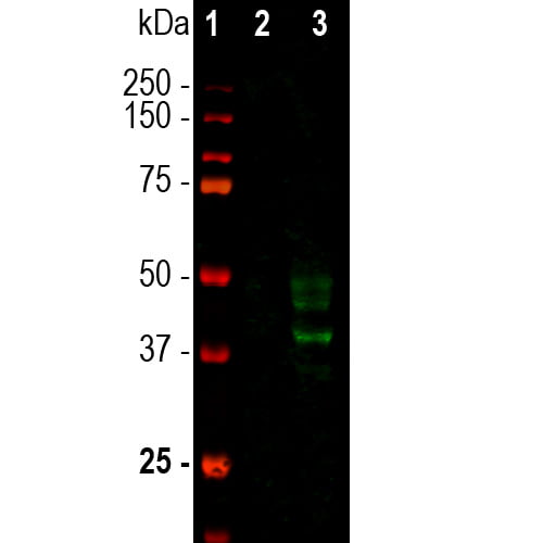 WB-image-mouse-anti-Doublecortin-monoclonal-antibody-3E1-8001
