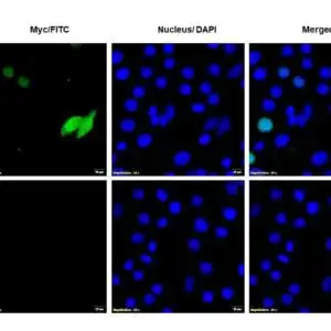 ICC/IF image rabbit anti myc tag polyclonal antibody 8059