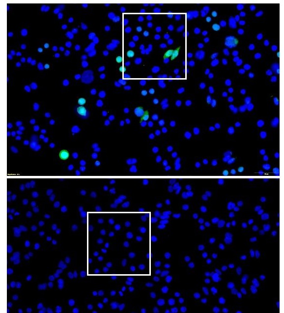 Myc tag antibodies