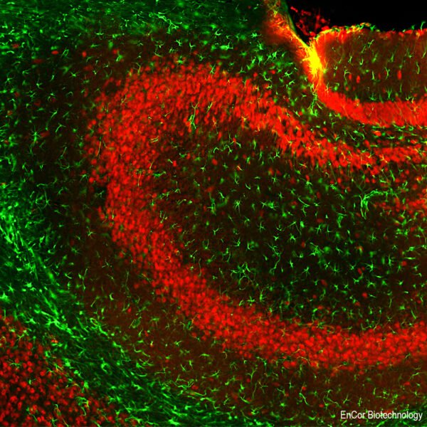 ICC/IF image goat anti GFAP polyclonal antibody 8205