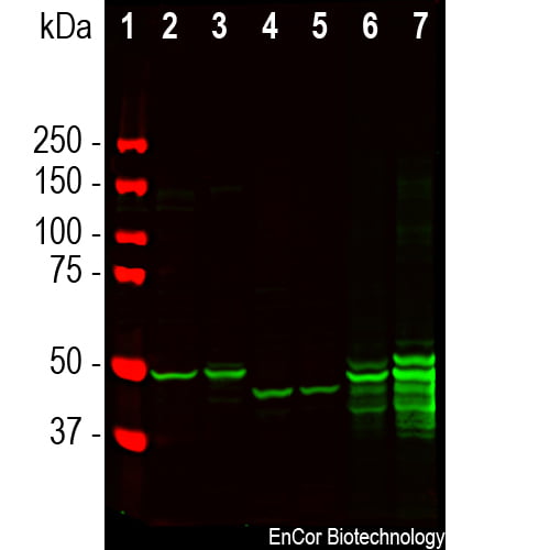 WB-image-goat-anti-GFAP-polyclonal-antibody-8205