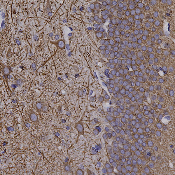 IHC image goat anti MAP2 polyclonal antibody 8718