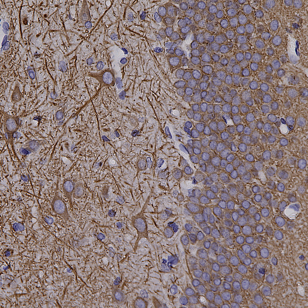 IHC-image-goat-anti-MAP2-polyclonal-antibody-8718