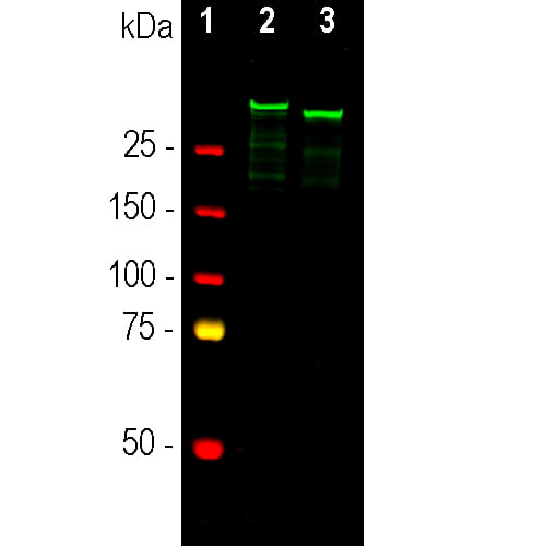 WB-image-goat-anti-MAP2-polyclonal-antibody-8718