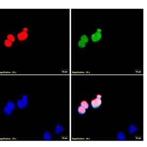 ICC/IF image mouse anti DYDDDDK tag monoclonal antibody 1D2 8963