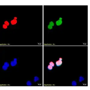 ICC/IF image mouse anti DYDDDDK tag monoclonal antibody 1D2 8963